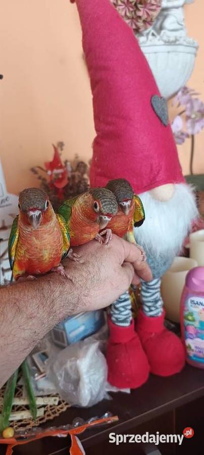 Papugi ręcznie karmione rudosterki Tychy