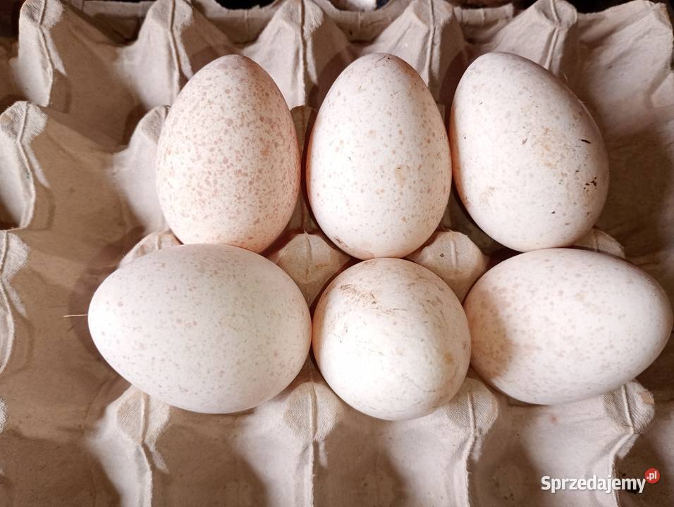 Jaja lęgowe indycze Grzymałków
