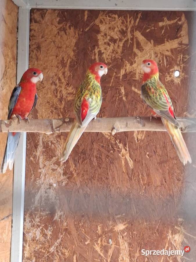 Rozella rozelle białolice wielkopolskie Lubiechowo