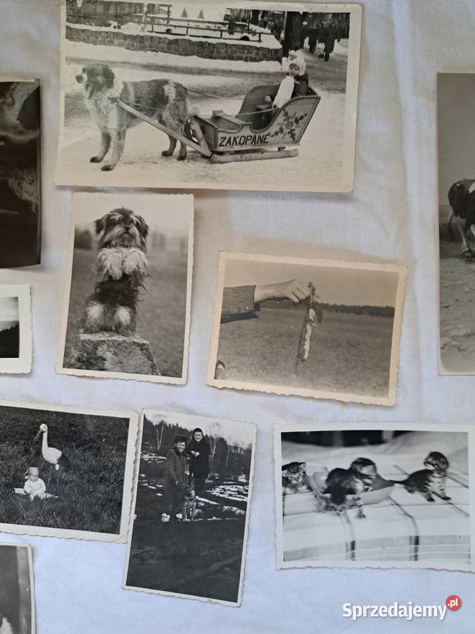 Stare fotografie 16 zwierzęta 1930 1970 do Brzesko sprzedam