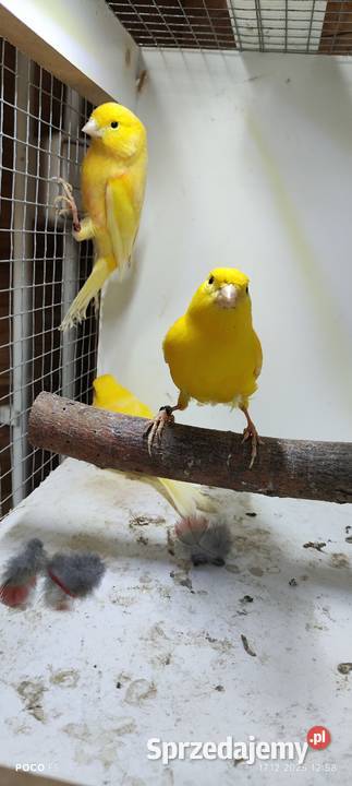 Sprzedam kanarki śląskie Jeżowa