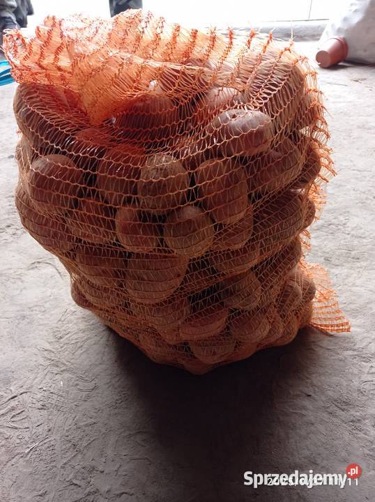 Ziemniaki Bellarosa Ręcznie Sortowane Toszek