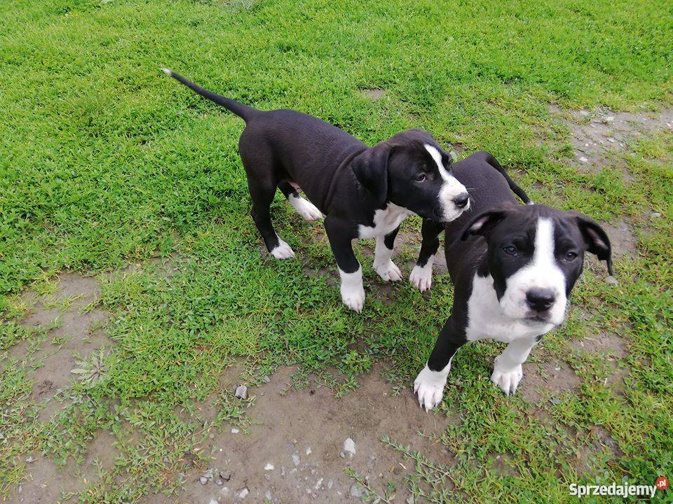 Szczeniaki Amstaff American Staffordshire Zamość