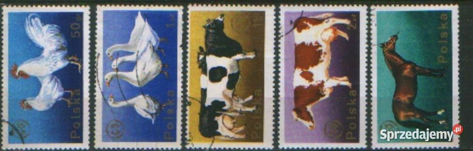 Zn Fi 2231 5 kas 1975