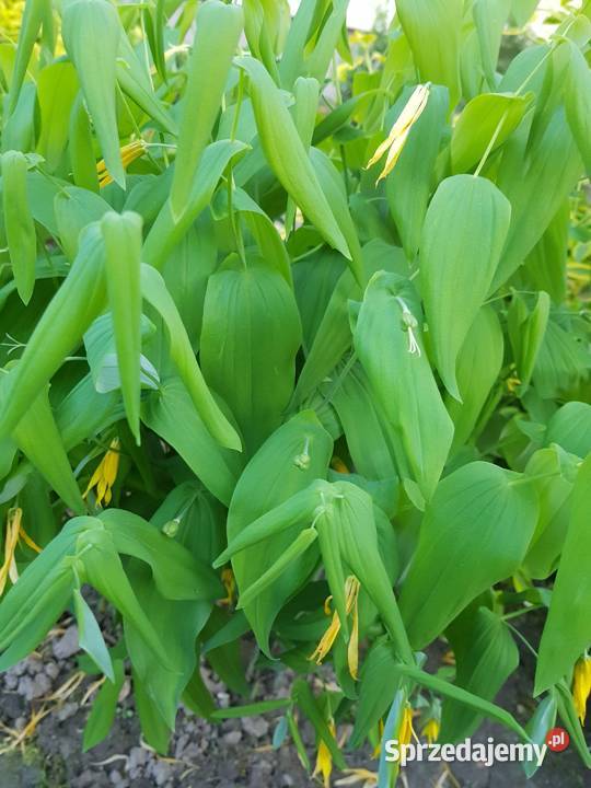 Jagodowiec wielkokwiatowy Lublin