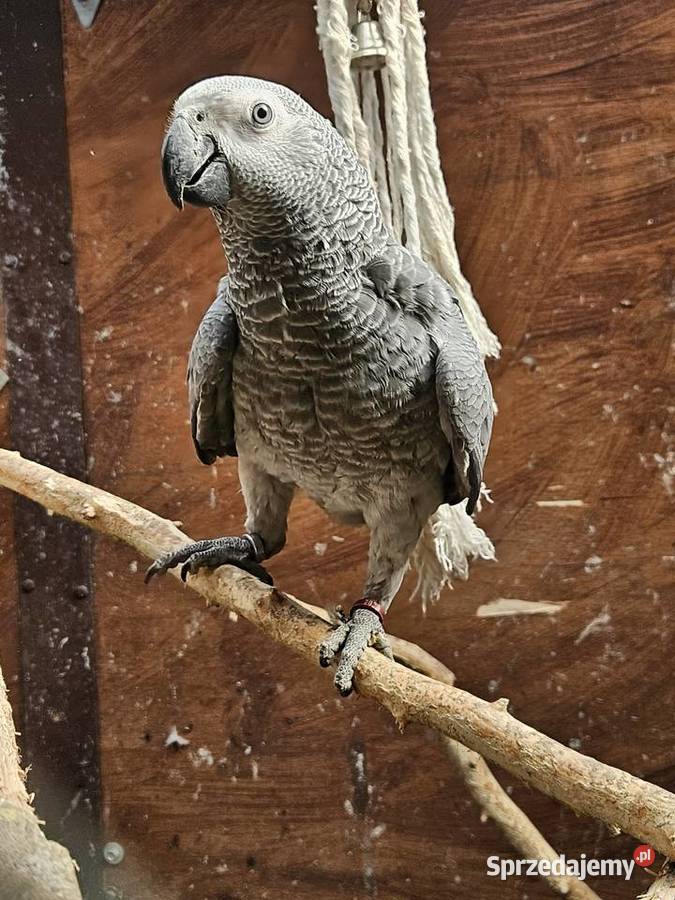 Żako kongijskie Ptaki kujawsko-pomorskie Bydgoszcz sprzedam