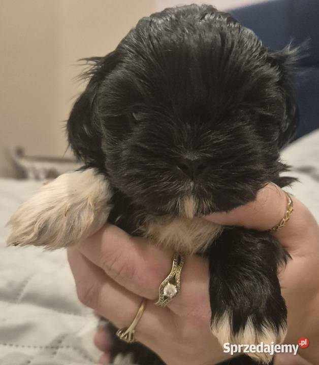 Piesek Shih tzu Psy warmińsko-mazurskie sprzedam