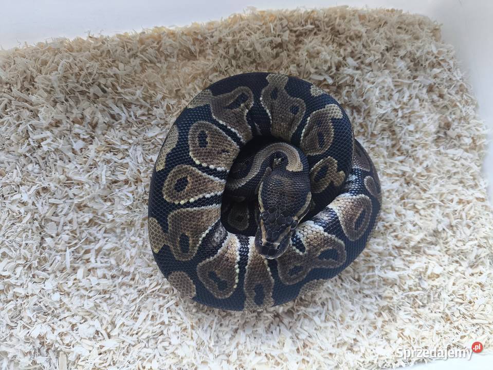 Wąż pyton królewski 226 Boruja Kościelna