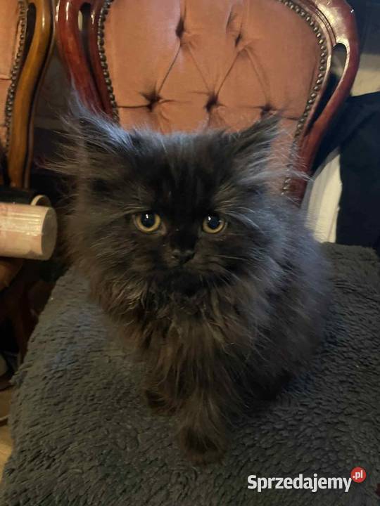 Piękna kotka perska z rodowodem