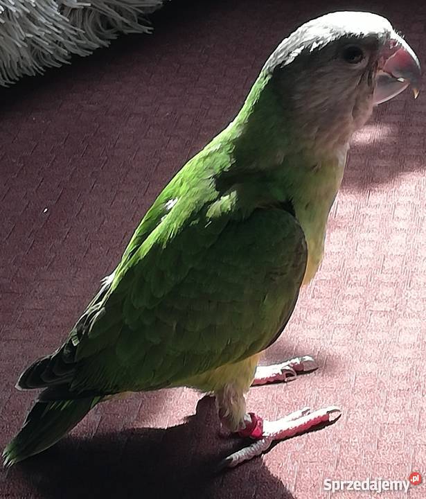 Papuga Senegalka Ręcznie Karmiona
