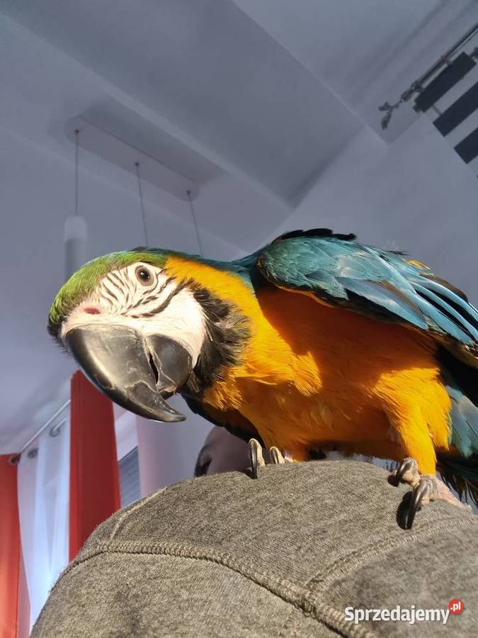 Ara Ararauna samiczkazamiana na auto zachodniopomorskie sprzedam