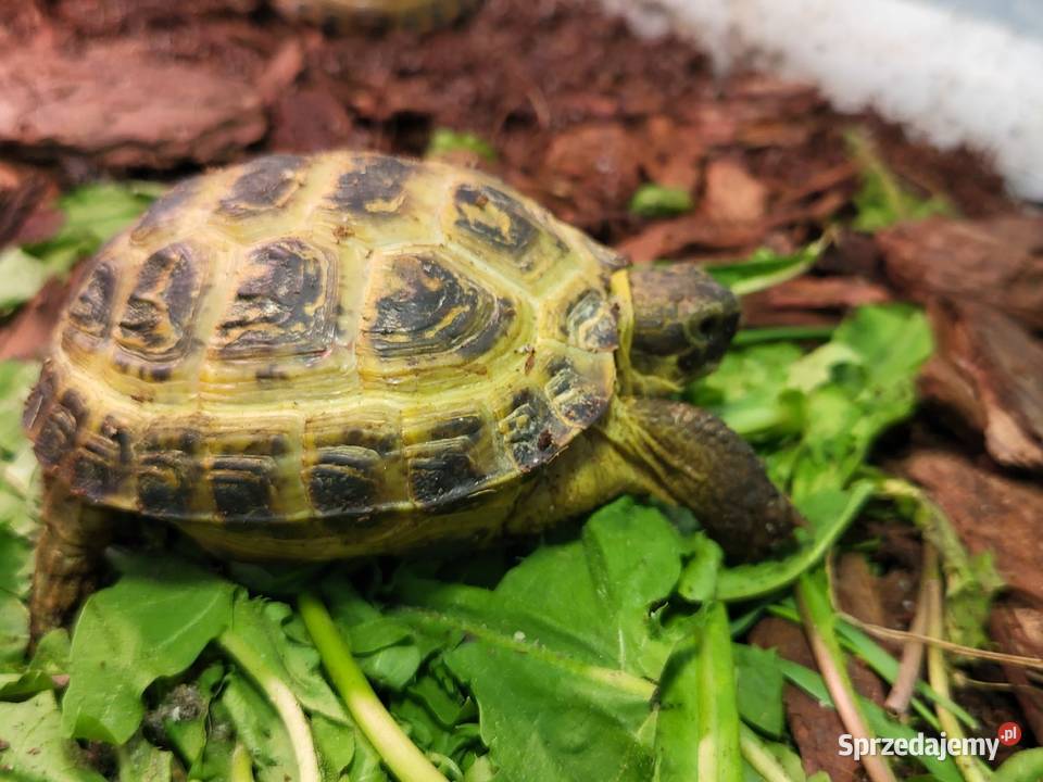 Żółw Lądowy Stepowy Sklep Zoologiczny Gady i płazy śląskie Katowice