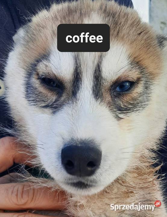 Syberiany husky Reda