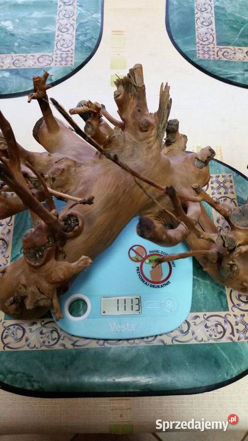 Korzeń do akwarium Ostrów Wielkopolski