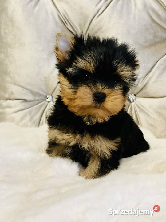 York Piękny Rey Cudeńko wymagających Wrocław sprzedam