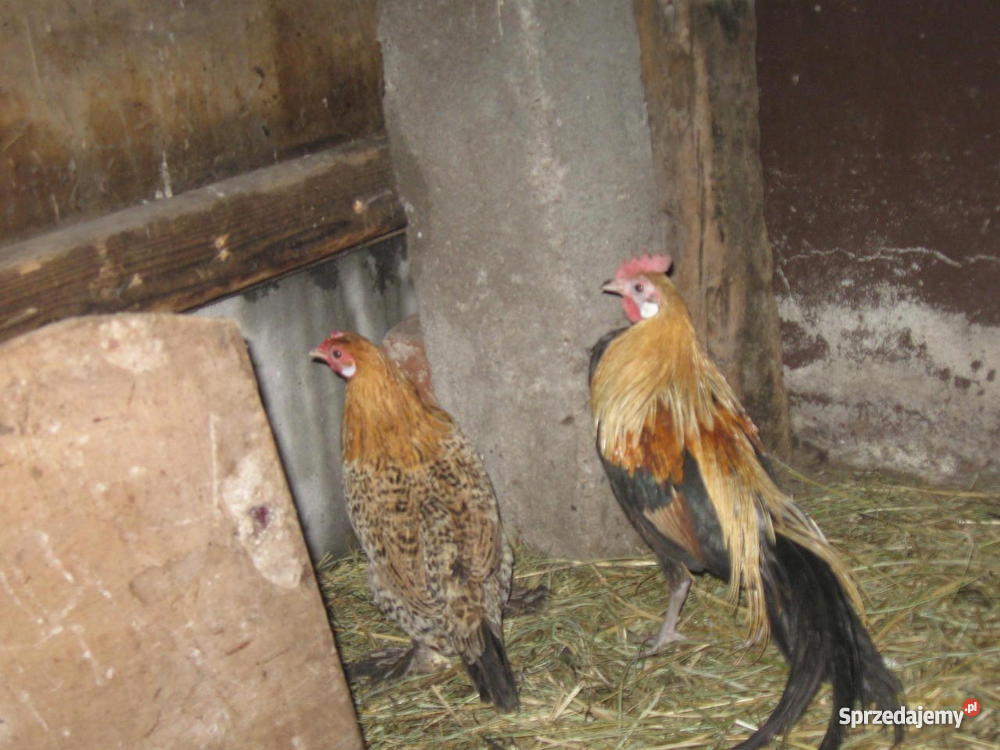 drób ozdobny Pięczkowo