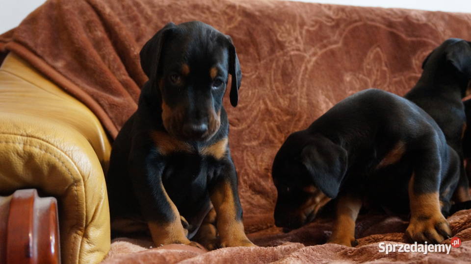 szczeniaki doberman Bydgoszcz