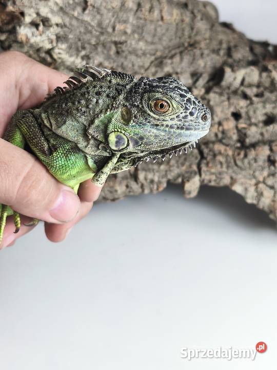 Legwan zielony Iguana iguana z legalnego sklepu sprzedam