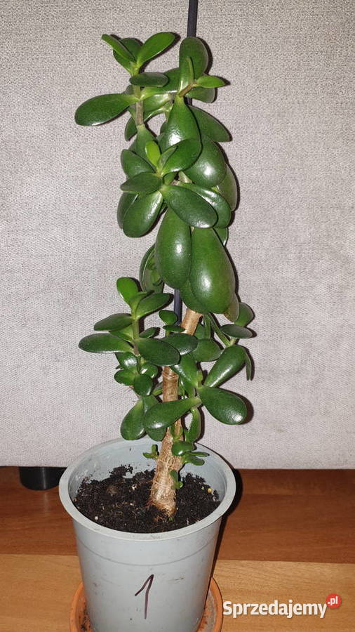 Grubosz crassula drzewko szczęścia 2 mazowieckie