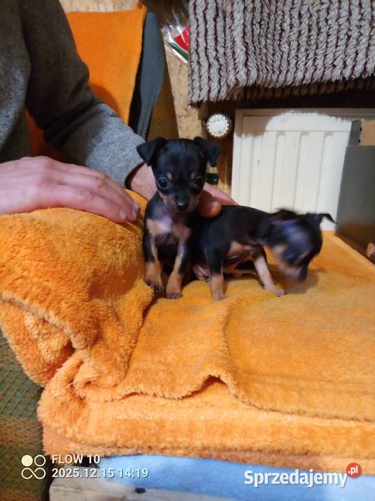 Praski krysażyk ratlerek wielkopolskie