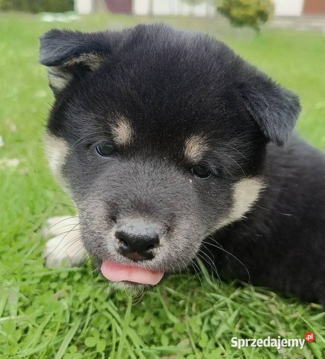SHIBA INU Nowy miot przyjmujemy zamówienia Bychawka Trzecia