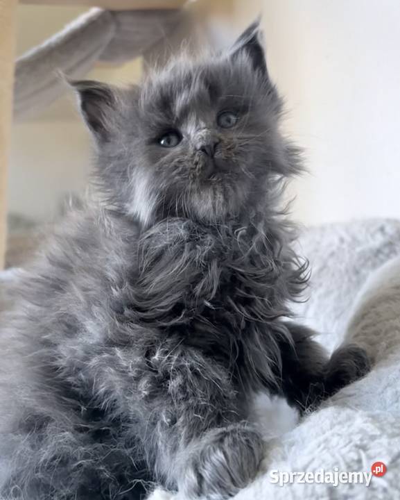 Maine Coon niebieski kocurek Wińsko