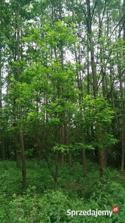 Drzewka Dąb Sosna Brzoza kopane Łódź