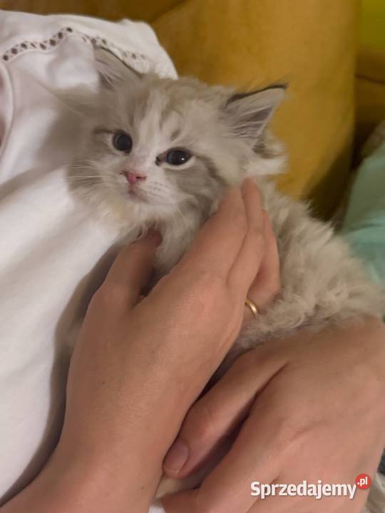 Ragdoll Elrond Hodowla Lazurowe Łapki Lubliniec