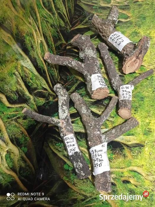 Gałęzie korkowe do terrarium różne kształty i Terrarystyka wielkopolskie Ostrów Wielkopolski