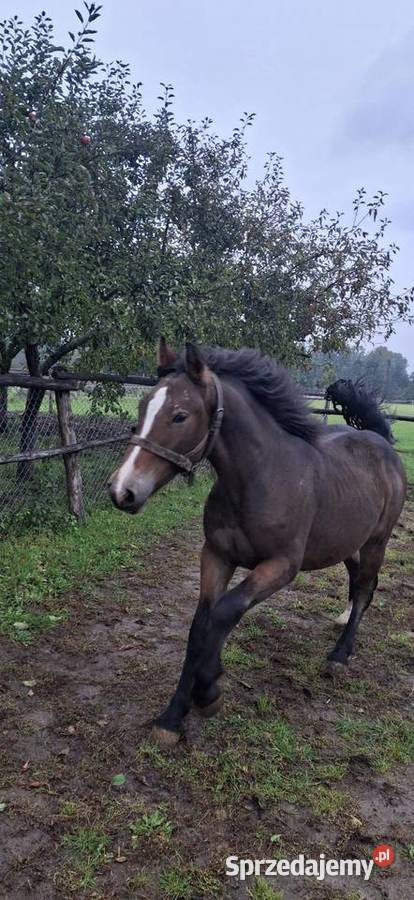 Ogierk Wielgie sprzedam