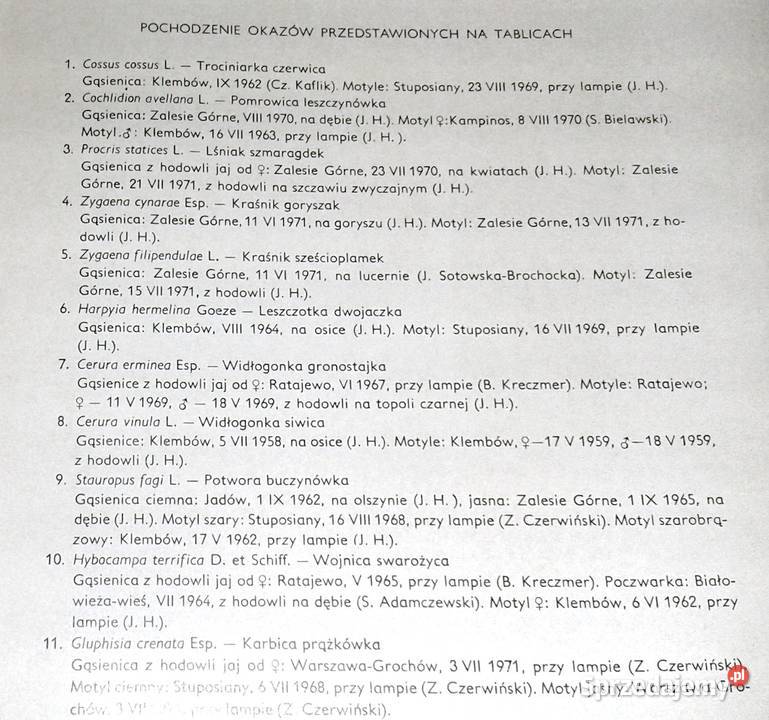 Motyle Polski Jerzy Heintze Chełm