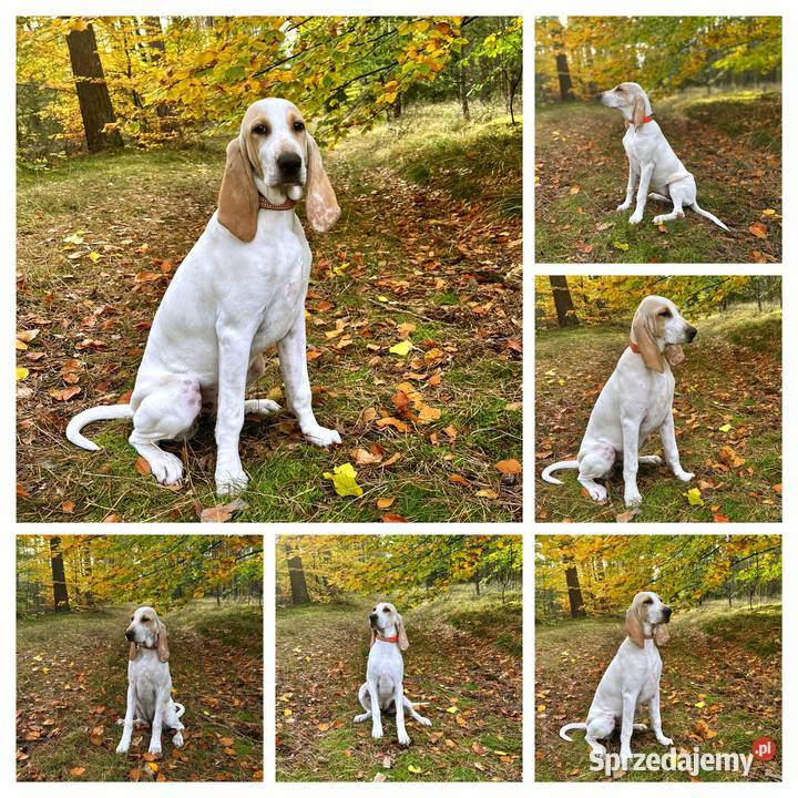 Gończe PORCELAINE FCI super szczeniak zachodniopomorskie Drawno sprzedam