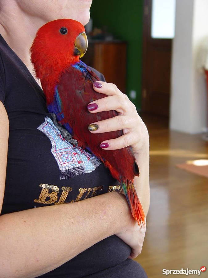 Lora Wielka małopolskie sprzedam