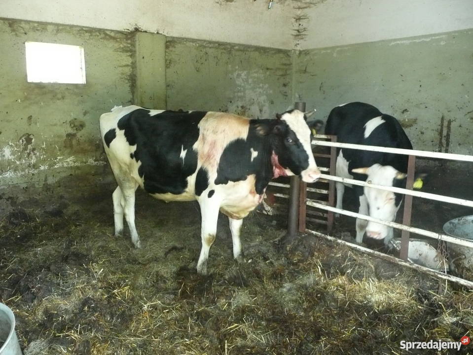 Jałówka HO zacielona podlaskie Choroszcz sprzedam