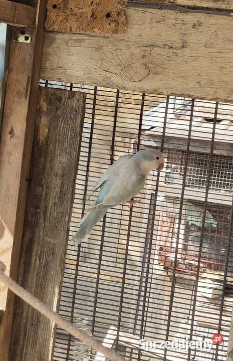 Mnich nizinny para Motycz