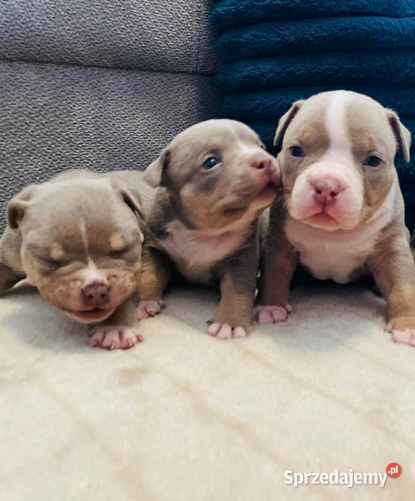 American bully ABKC Piotrków Kujawski