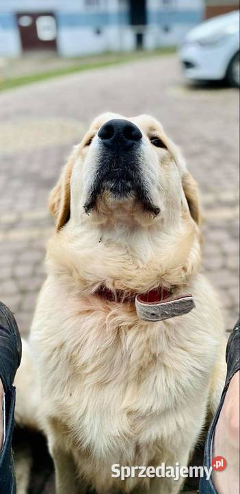Rodowodowe szczenięta golden retriever Golden Retriever Zwierzęta mazowieckie