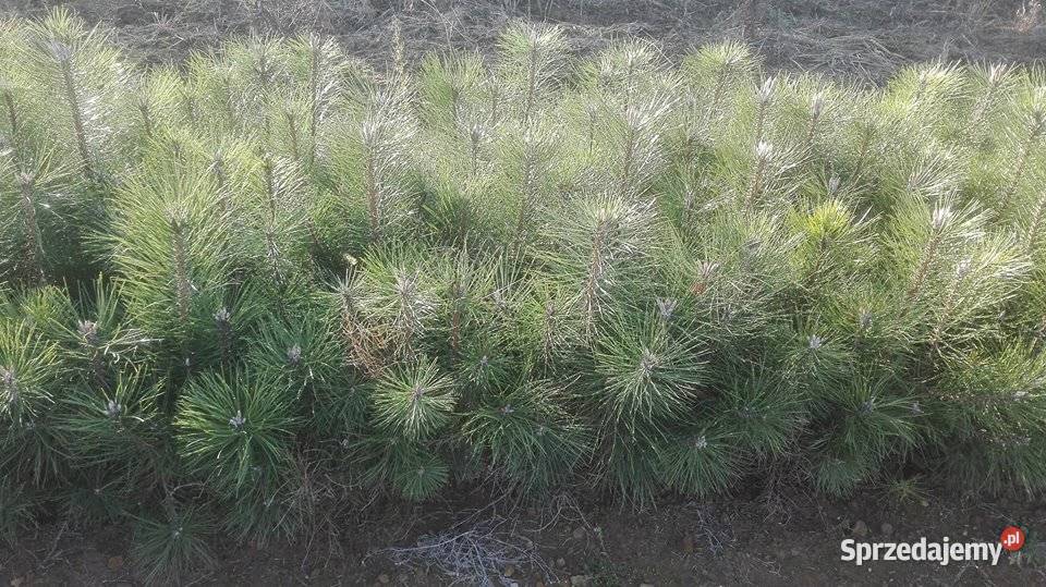 Sadzonki buka Buk pospolity na zalesienia 3 podkarpackie Brzostek