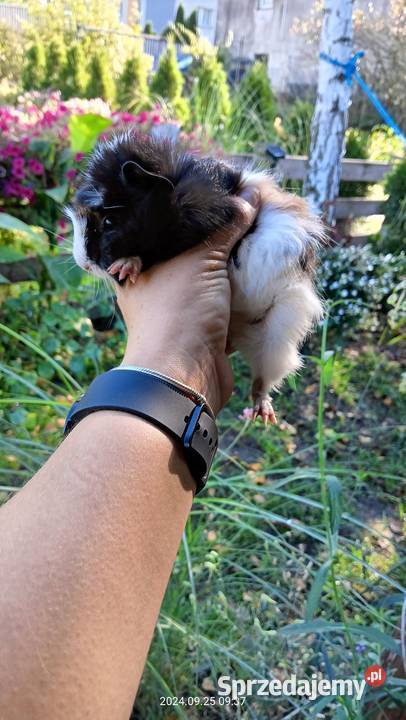 Świnka morska rozetka dziewczynka Mochała