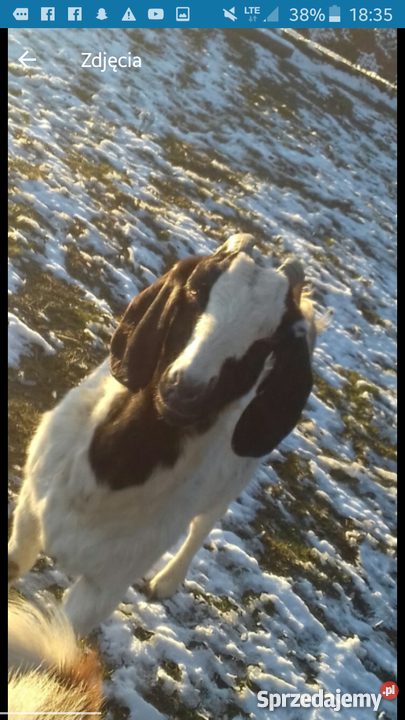 Koza burska Kozy Sierakowice sprzedam