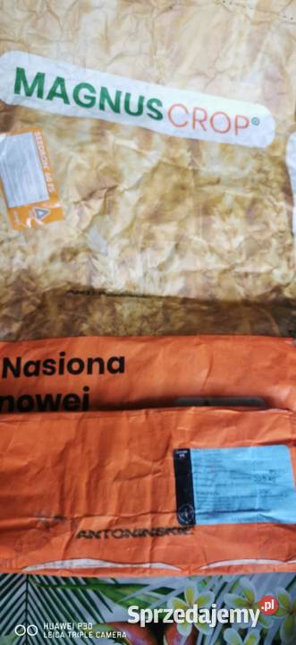 Sprzedam zboże żyto Antonińskie Gieczno