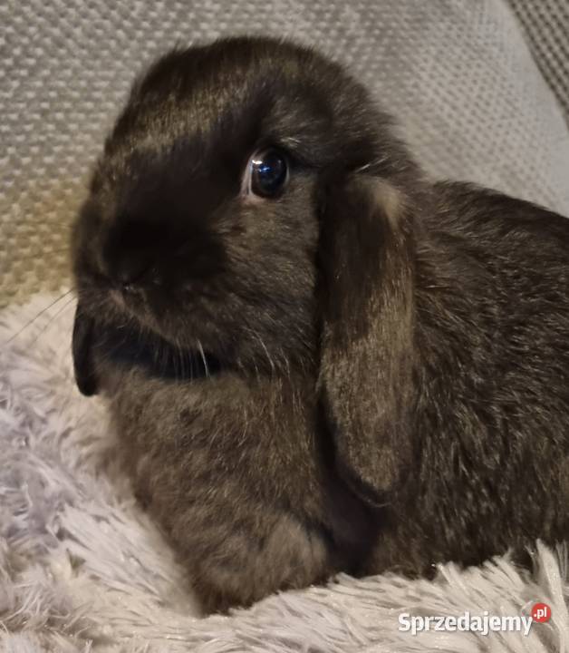 Królik baranek mini lop Króliki Pyrzowice