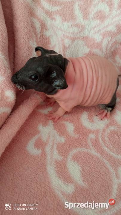 Świnki morskie Skinny Józefosław