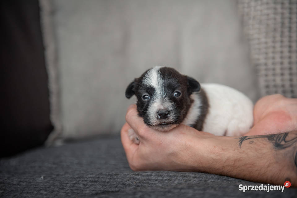 Szczenięta Jack Russell Terrier ZKwP czarnobiałe Kutno