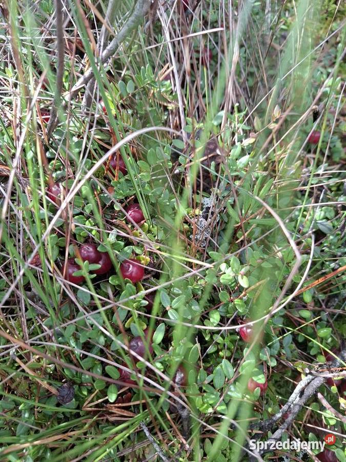 Żurawina bagienna leśna błotna świeża Janów Lubelski