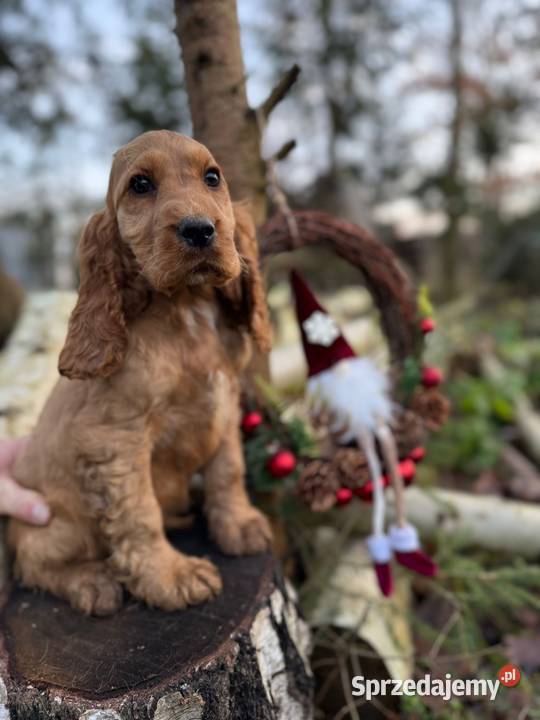Piękny złoty piesek Cocker Spaniel Angielski z małopolskie Miechów