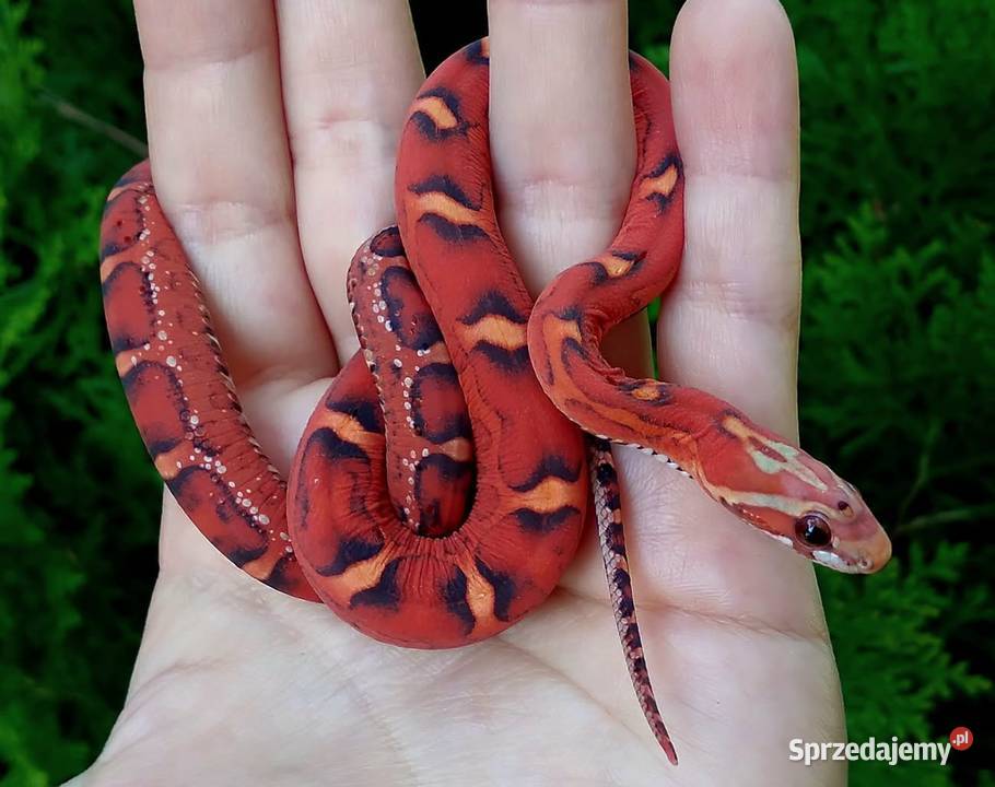 Wąż zbożowy SCALELESS węże zbożowe Red Factor Warszawa