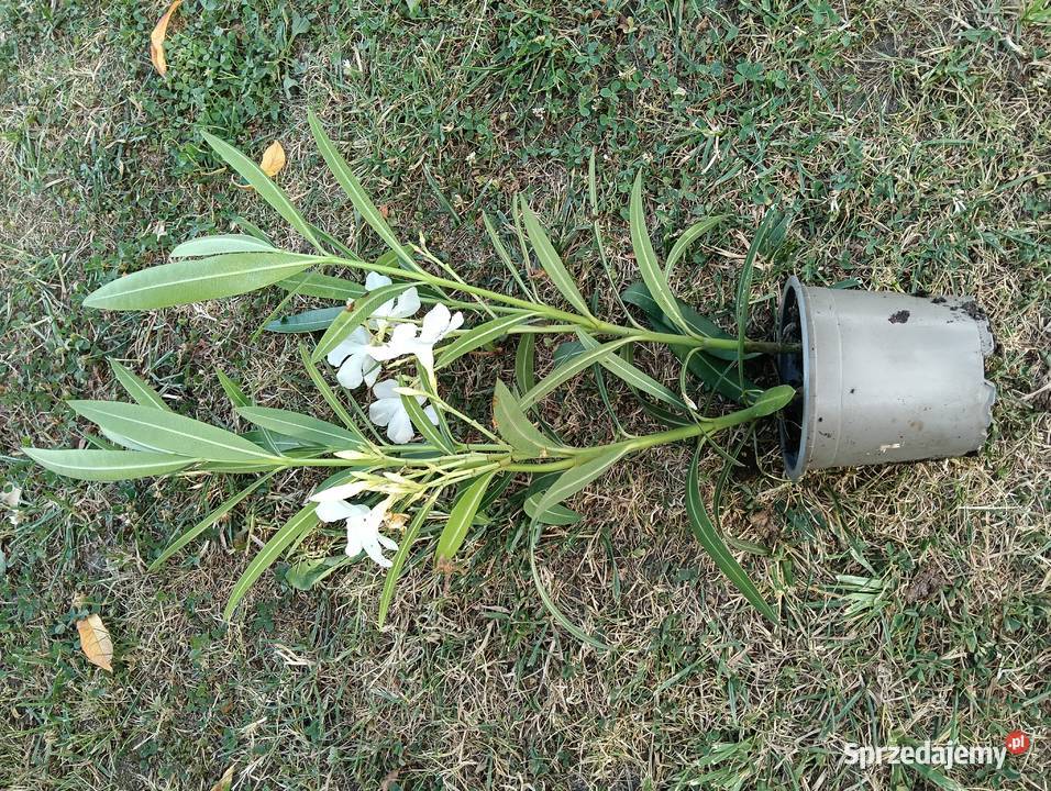 Oleander biały wysokość 30 40 Szamotuły