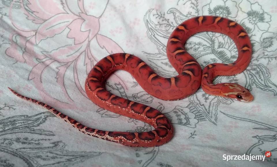 Wąż zbożowy SCALELESS węże zbożowe Red Factor Warszawa