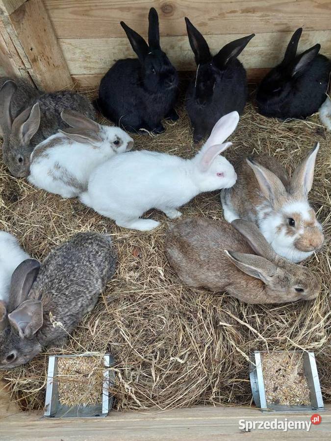 Sprzedam króliki samce Zabłudów